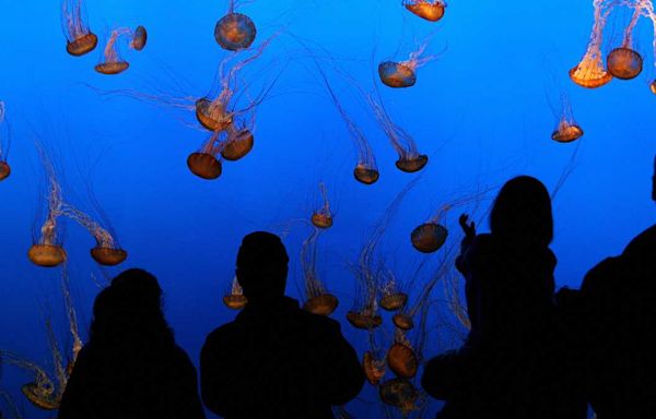 Monterey Bay Aquarium announces free admission program for low-income families