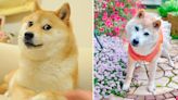 Fallece Kabosu, la perrita japonesa que inspiró los famosos memes Doge y Dogecoin