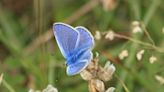 Un atlas de 257 especies servirá para vigilar la desaparición de las mariposas en España