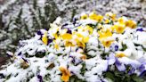 These Winter Flowers Will Brighten Up Your Cold-Weather Garden