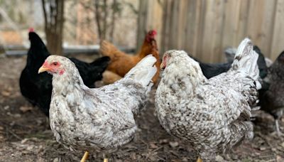 Backyard flocks blamed for food poisonings