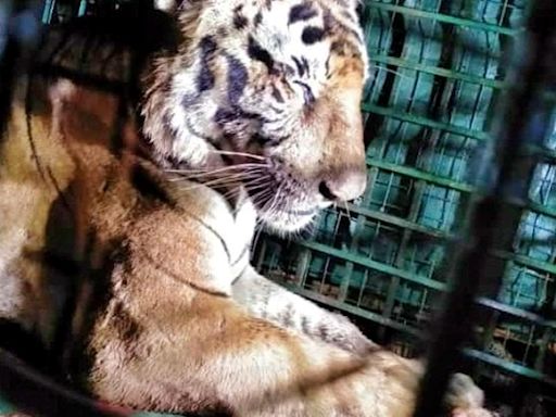 Dearth of facilities to keep captured tigers puts wildlife managers in Wayanad in a fix