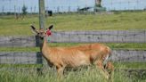 Chronic wasting disease found at Washburn County shooting preserve