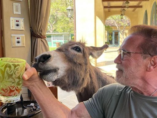 Tour Arnold Schwarzenegger's mansion he shares with a donkey, plus his other amazing homes