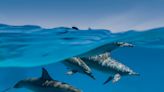 Five Amazing Dolphin Behaviors, Explained