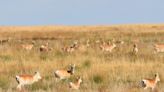 More Than 2 Million Gazelle Still Roam the Mongolian Steppe