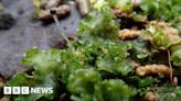 Rare plant found in working Bedfordshire quarry nature reserve