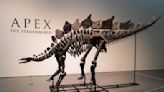 "C'est phénoménal": le plus grand squelette de stégosaure jamais reconstitué va être mis aux enchères