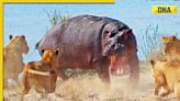 Viral video: Lone hippopotamus charges at a pride of lionesses, what happens next will shock you