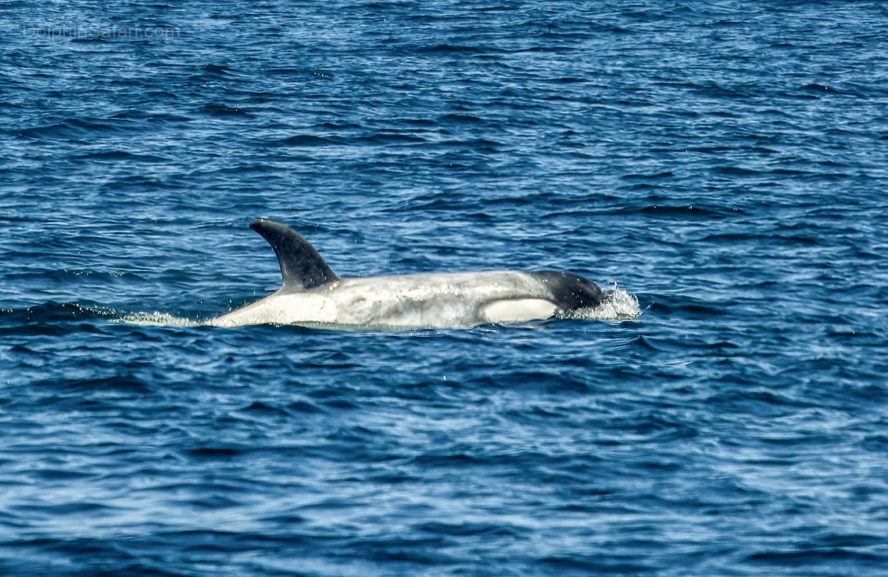 Incredibly rare white killer whale spotted off Southern California coast
