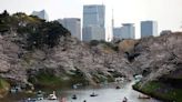 Japan sees 1.9 million visitors in May, down from cherry blossom rush