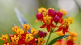 Is Tropical Milkweed Bad For Your Butterflies? What You Can Do