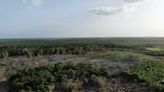 Península de Yucatán perdió cobertura forestal equivalente a dos veces la CDMX
