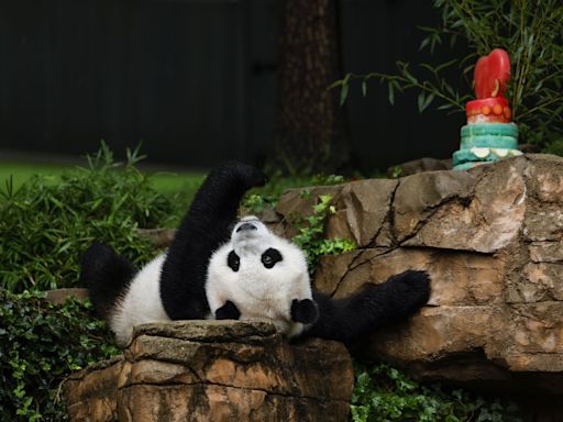 中國重啟熊貓外交 兩歲的「寶力」和「青寶」年底前將赴美