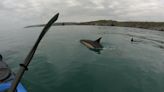 Kayakers surprised by pod of 100 dolphins in Devon