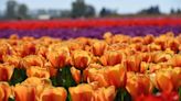 Numbers to impress your friends: The economics of the Skagit Valley Tulip Festival