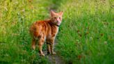 Cat road safety: Tips for keeping outdoor cats safe