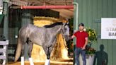 Seize The Grey 'Recovered Remarkably Well,' Confirmed For Belmont Stakes