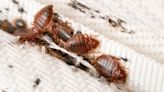 7 places you never realized you could pick up bed bugs