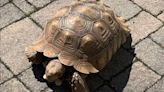 Look: Pennsylvania animal hospital's runaway tortoise found 2 miles away