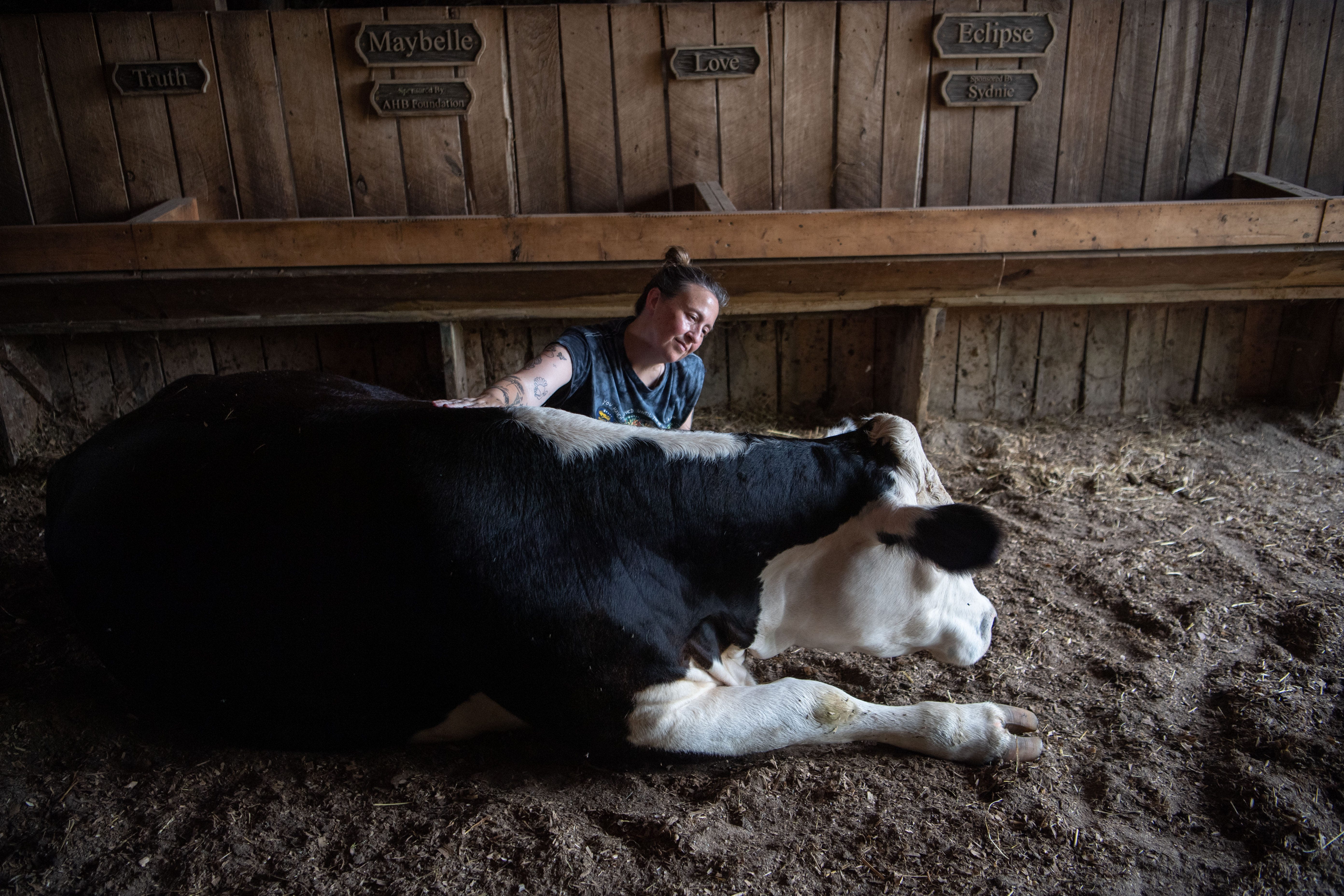 Want to hug a cow? How a Tennessee farm is healing both animals and people