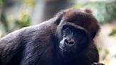 Cincinnati Zoo's Gladys the gorilla undergoes surgery after breaking arm in fight