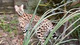 Un ejemplar de serval irrumpe en un jardín de Canet de Mar con 'actitud agresiva'