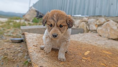 Backlash over Türkiye’s controversial new bill to manage stray dog population