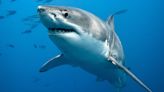 Understanding The Relationship Between Artificial Reefs And White Sharks