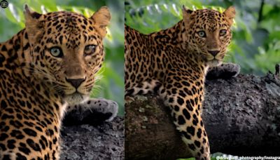 ‘A first sighting of its kind’: Wildlife photographer clicks leopard with different-coloured eyes at Bandipur Tiger Reserve