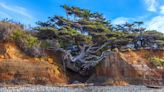 The Tree of Life at Olympic National Park is collapsing – and hikers are climbing all over it