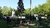 Un nuevo ejemplar de magnolio en el Parque de la Taconera