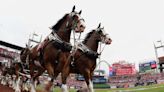 Budweiser Clydesdale Events Canceled as Bud Light Boycott Grows