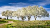 These Flowering Trees Are Actually Banned in Some States