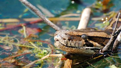 Invasive species are transforming the Everglades