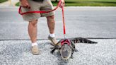 Pa.’s Wally the emotional support alligator left in swamp, handler says