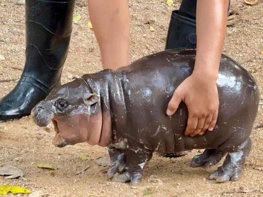 A baby hippo is going viral - and paying the price