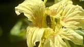 The heat has affected my garden for good (tall tomatoes) and bad (tick alert)