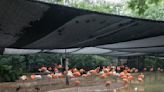 Con la migración de otoño, también regresa la gripe aviar