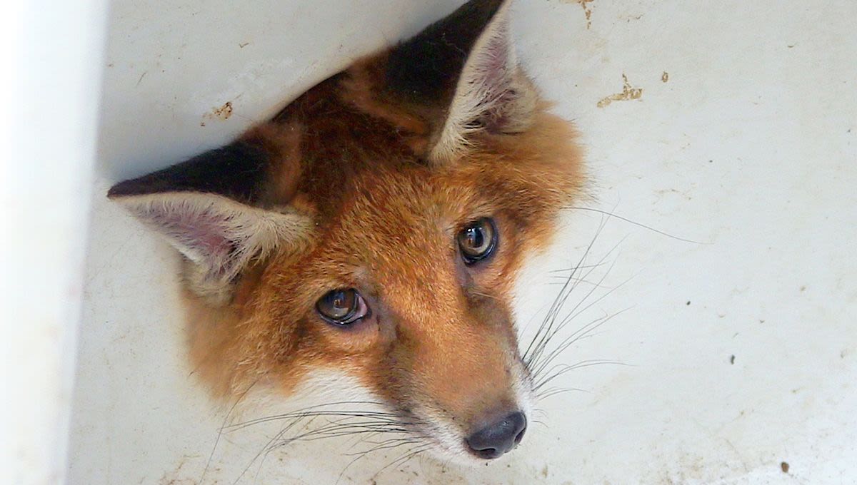 Curious Fox Cub Rescued After Getting Head Stuck In A Sink Drain