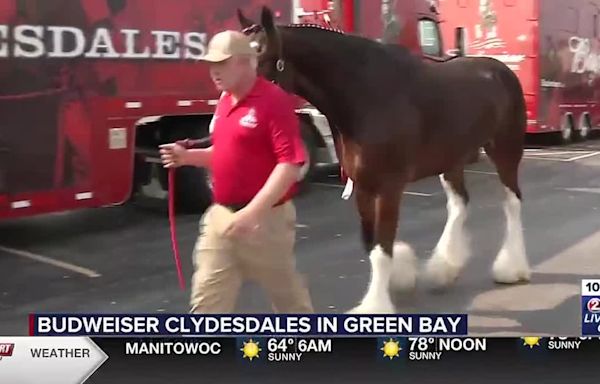 Budweiser Clydesdales make beer deliveries along Holmgren Way as part of Green Bay tour