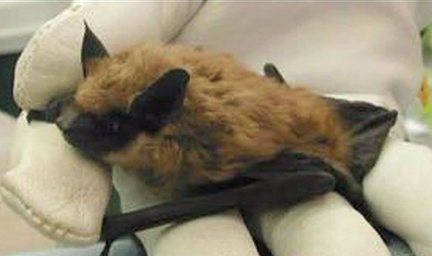 Island County resident bit by rabid bat, officials issue public alert