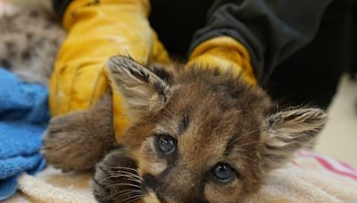 VIDEO: Orphaned mountain lion cub ‘Briar’ rescued by Oakland Zoo