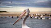 Rehabilitated Brown Pelicans Returned to the Wild | KFI AM 640