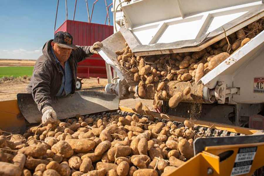 Japan still won’t accept fresh U.S. potatoes. Idaho officials are putting the pressure on - East Idaho News