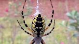 Por si los caimanes y las iguanas no fueran suficientes en Florida, ¿hay que temer a la araña plátano?