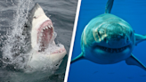 Great white sharks will never be held captive in aquariums for as long as they exist