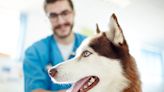 What Happens at Your Dog's Annual Checkup?