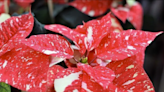 Are you caring for your poinsettias correctly?