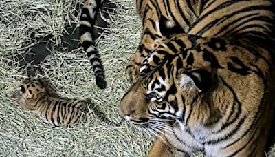 Sumatran tiger cub born at San Diego Zoo Safari Park